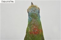 五色鳥藏品圖，第9張